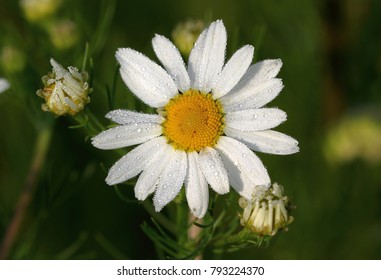 chamomile flower close-up, all covered with morning dew and sunlit, on a dark green background - Powered by Shutterstock