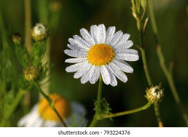 chamomile flower close-up, all covered with morning dew and sunlit, on a dark green background - Powered by Shutterstock