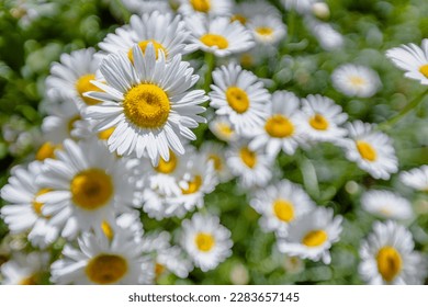 Chamomile flower close-up on a blurry background. - Powered by Shutterstock
