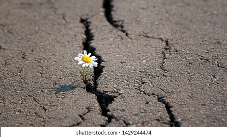 chamomile flower in cracks of asphalt road background.  environmental threat, industrial damage, protection of wild nature.symbol of strength, vitality, struggle for life, growth. copy space