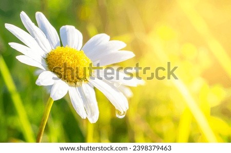 Chamomile or Chamomile flower with a drop of water on a petal after rain and sun glare