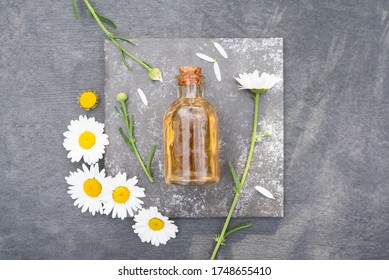 Chamomile flower essential oil or aromatherapy oil product in the bottle and blooming flowers on gray background.