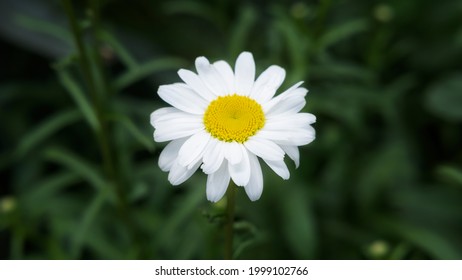 Chamomile Flower. Extreme Close-up Daisy Camomile Single Flower Fullframe Macro View. Beautiful Chamomile Flowers. Full Bloom Of Camomile Flowers Garden. Daisy Blossom. Selective Focus