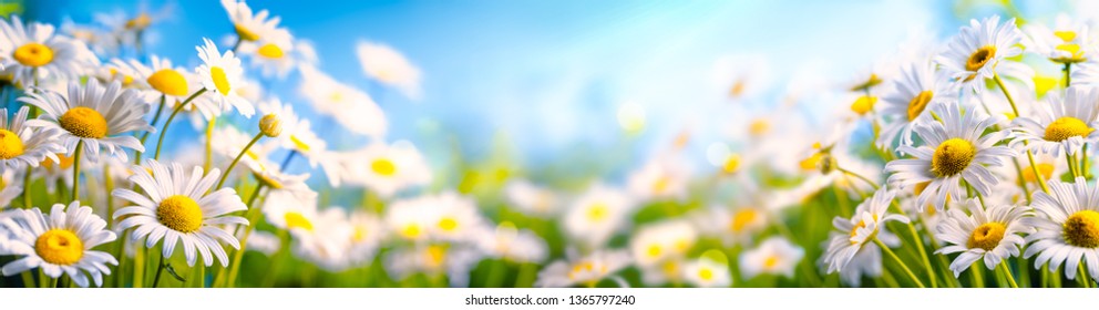 Chamomile Flower In The Field