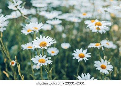 Chamomile flower field. Camomile in the nature. Field of camomiles at sunny day at nature. Camomile daisy flowers in summer day. Chamomile flowers field wide background in sun light.