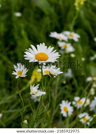 Chamomile flower field. Camomile in the nature. Field of camomiles at sunny day at nature. Camomile daisy flowers in summer day. Chamomile flowers field wide background in sun light  
