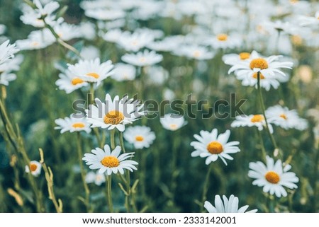 Chamomile flower field. Camomile in the nature. Field of camomiles at sunny day at nature. Camomile daisy flowers in summer day. Chamomile flowers field wide background in sun light.