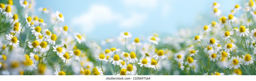 Chamomile flower field,Chamomile in the nature