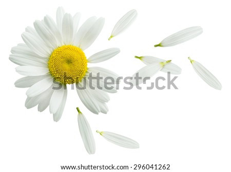 Chamomile flower flying petals, guess on daisy, isolated on white background as poster design element