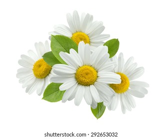 Chamomile Flower Group Leaves Isolated On White Background As Package Design Element