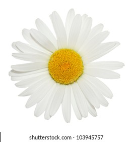 Beautiful White Daisy Flower Isolated Greeting Stock Vector (Royalty ...