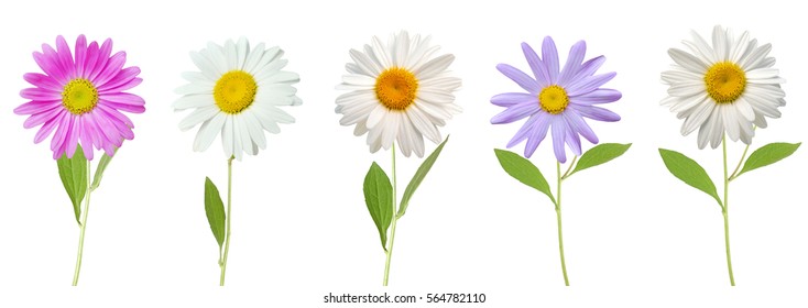 Chamomile Flower Isolated