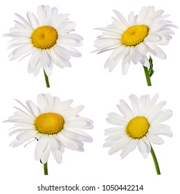 Set Watercolor Daisy Hand Painted Floral Stock Illustration 1313532872 ...