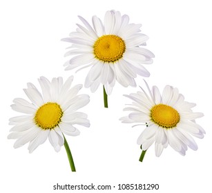 Daisy Vector Illustration Hand Drawn Painted Stock Vector (Royalty Free ...