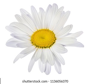 chamomile flower isolated with clipping path - Shutterstock ID 1136056370