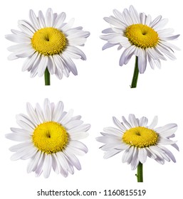 Set Watercolor Daisy Hand Painted Floral Stock Illustration 1313532872 