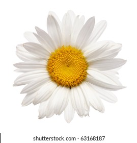 chamomile flower isolated with clipping path