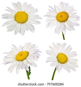 Set Watercolor Daisy Hand Painted Floral Stock Illustration 1313532872 ...