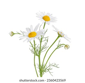 Chamomile flower isolated on white background. Camomile medicinal plant, herbal medicine. Three chamomile flowers with green stem and leaves.