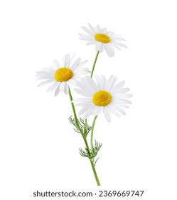 Chamomile flower isolated on white background. Camomile medicinal plant, herbal medicine. Bunch of chamomile flowers with green stem and leaves.