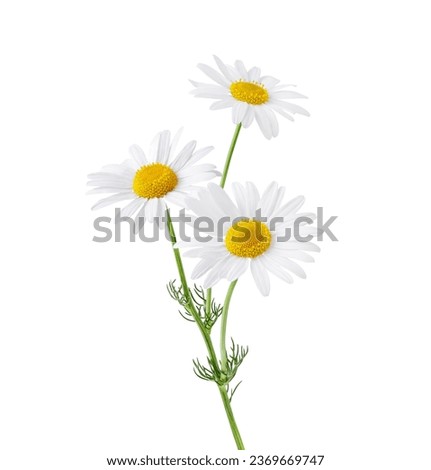 Chamomile flower isolated on white background. Camomile medicinal plant, herbal medicine. Bunch of chamomile flowers with green stem and leaves.