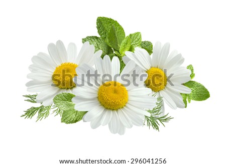 Chamomile flower mint leaves composition isolated on white background as package design element