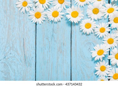 chamomile  flower over blue wooden background - Shutterstock ID 437143432