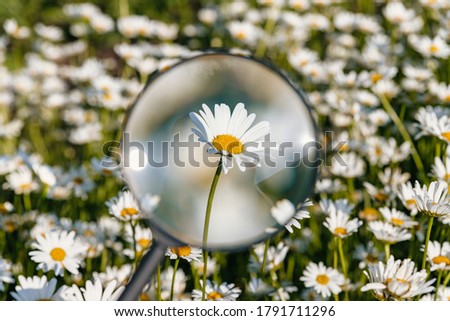 Chamomile flower under a magnifying glass. Flower meadow.