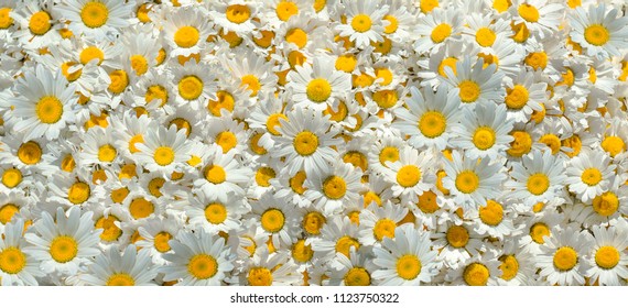 Chamomile Flowers. Chamomile Background. 