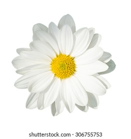 chamomile flowers background - Shutterstock ID 306755753