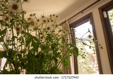 Chamomile flowers budding on the table