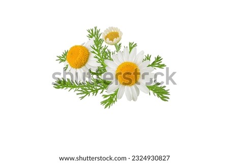 Chamomile flowers, buds and leaves bunch isolated on white. White daisy in bloom. Chamaemelum nobile herbal medicine plant.