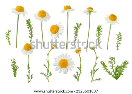 Chamomile flowers, buds and leaves set isolated on white. White daisy in bloom. Chamaemelum nobile herbal medicine plant.