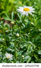 Chamomile Flowers. Camomile, Daisy Wheel, Daisy Chain, Chamomel. An Aromatic European Plant, With White And Yellow Daisy Like Flowers.