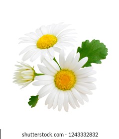 533,087 Chamomile Images, Stock Photos & Vectors | Shutterstock