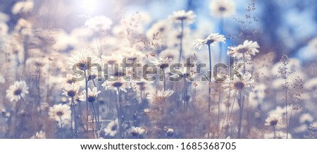 Chamomile flowers in the field against the blue sky in the sunlight, border. Beautiful spring natural art background. Selective focus, toned photo