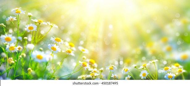 Chamomile Flowers Field Wide Background In Sun Light. Summer Daisies. Beautiful Nature Scene With Blooming Medical Chamomilles. Alternative Medicine. Camomile Spring Flower Background Beautiful Meadow