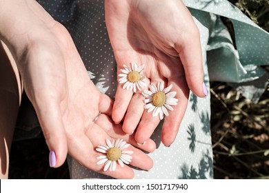 Chamomile flowers in the hand palms. Flower in the woman hand. Game of light and shadow of a flowers. Belarus, Minsk.