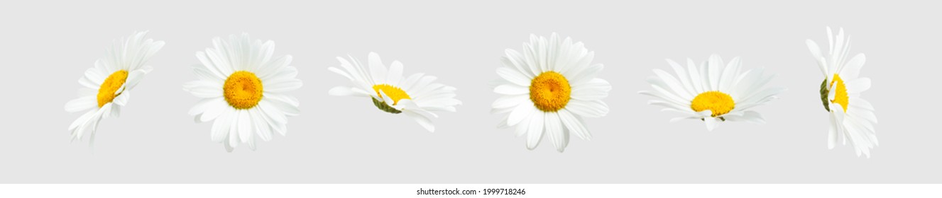 Chamomile flowers isolated on light gray background. Collection of beautiful chamomile flowers, summer sunny flower. Medicinal plant. Floral background, blooming. Element for your design