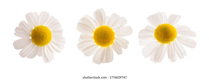 3,044 German chamomil Images, Stock Photos & Vectors | Shutterstock