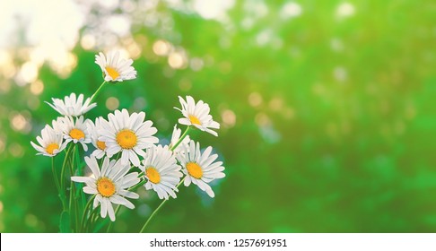 chamomile flowers on abstract natural green background. concept of beauty and purity of nature, summer season. copy space