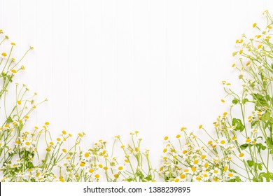 Chamomile Flowers On White Background. Flat Lay.