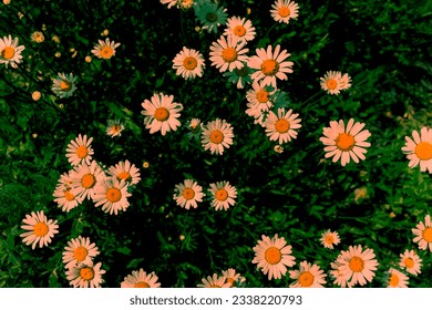 Chamomile flowers in the summer,nostalgic colours like in analogue photography in the past