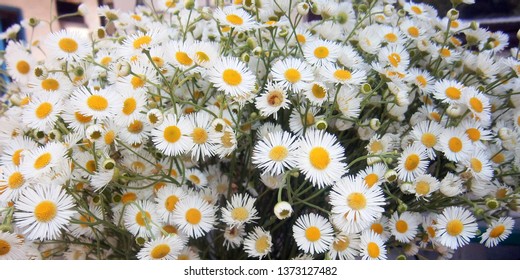 Chamomile Flowers. Chamomile Wheel, Chamomile Chain. A Fragrant European Plant With White And Yellow Chamomile Flowers. Blur Close Up.