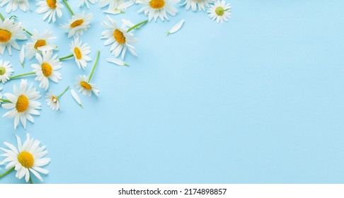 Chamomile garden flowers on blue background. Top view flat lay with copy space - Shutterstock ID 2174898857