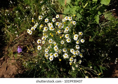 Chamomile garden / white flowers of German chamomile daisy.