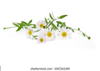 Chamomile garden / white flowers of German chamomile daisy. - Powered by Shutterstock