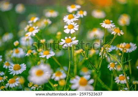 chamomile growing in a meadow