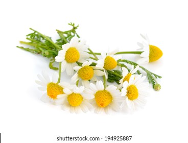 Chamomile Isolated On White Background.