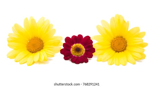 chamomile isolated on white background